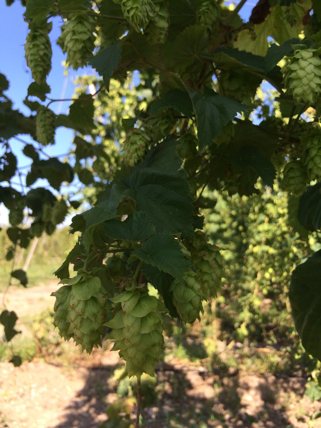 Pleasant Valley Hops | 18683 Loyalist Pkwy, Hillier, ON K0K 2J0, Canada | Phone: (613) 921-1362