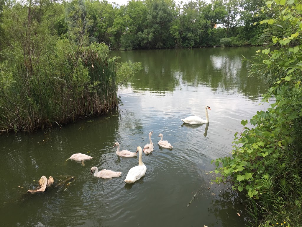 Swan Lake Park | 25 Swan Park Rd, Markham, ON L6E 1Z5, Canada | Phone: (905) 477-5530