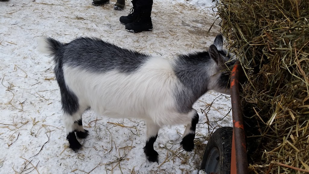 Cedar Row Farm Sanctuary | 157017 Zorra Line 15, Lakeside, ON N0M 2G0, Canada | Phone: (519) 274-9917