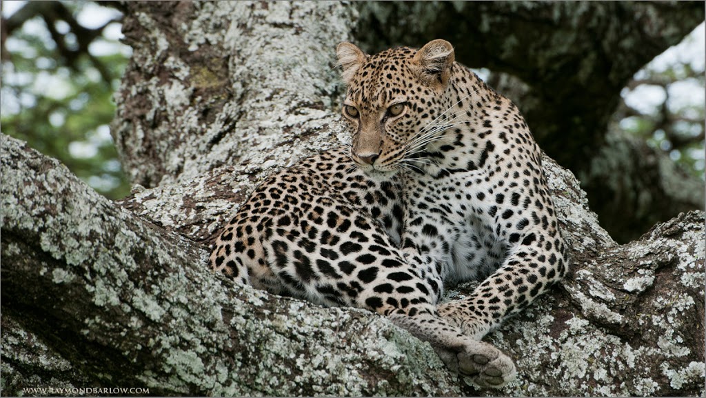 Raymond Barlow Nature Photo Tours | 242 Lakeport Rd Suite 6, St. Catharines, ON L2N 6V2, Canada | Phone: (905) 520-8853