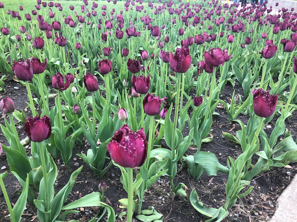 Belfast Tulips | 5265 Trans-Canada Hwy, Belfast, PE C0A 1A0, Canada | Phone: (902) 393-0792