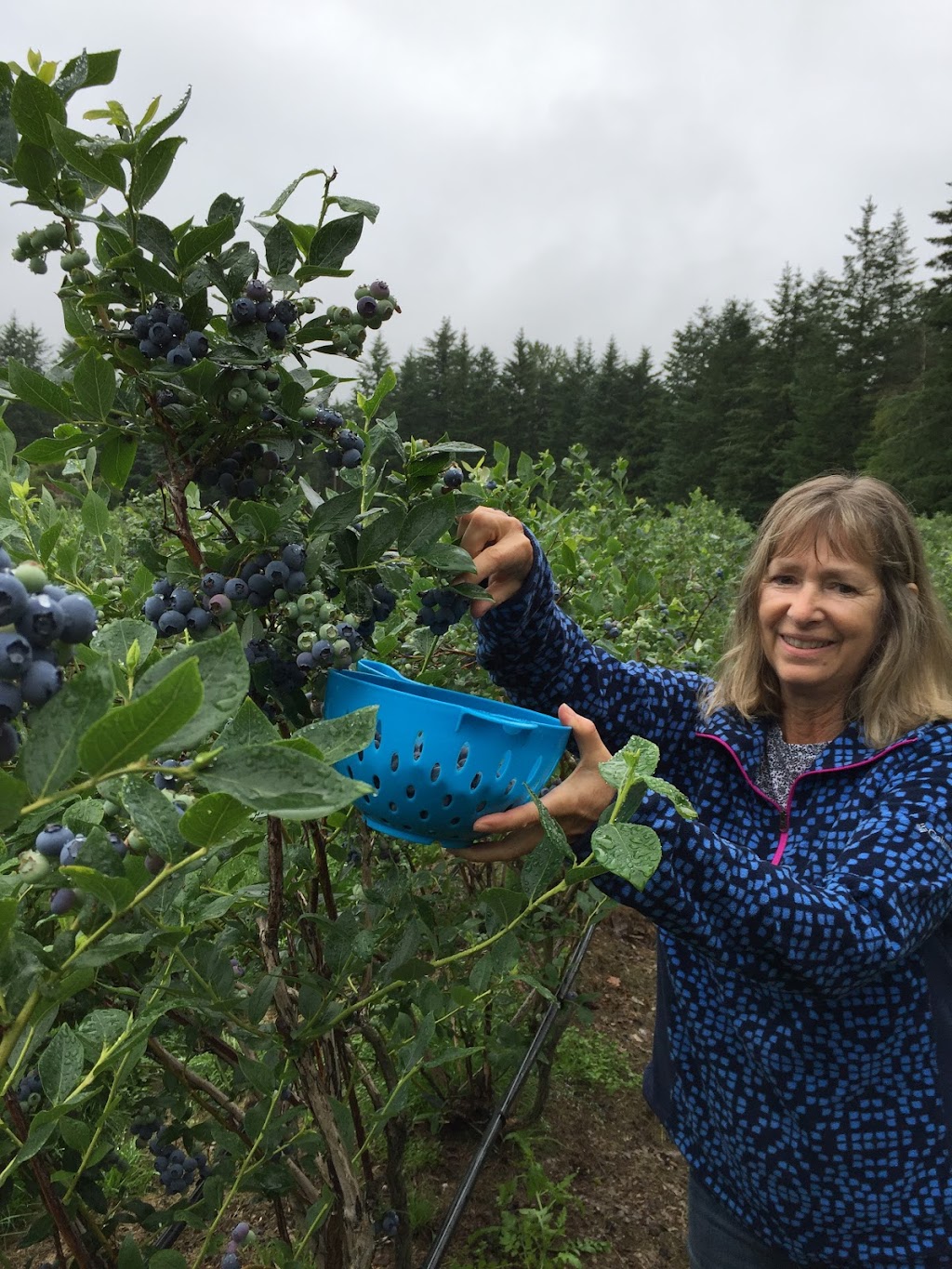 Country’s Edge Blueberry Farm | 200 Columbia Valley Rd, Lindell Beach, BC V2R 4X6, Canada | Phone: (604) 847-0481