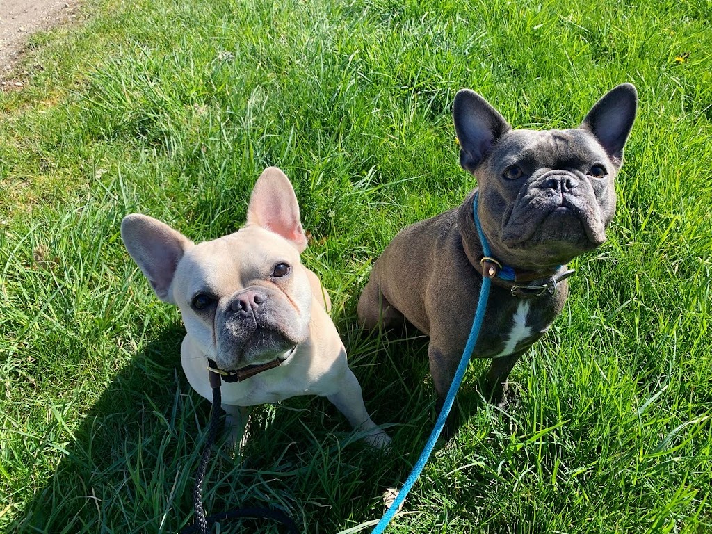 Taylored Canines | 101 Beverley St e, Guelph, ON N1E 3C3, Canada | Phone: (519) 767-0770