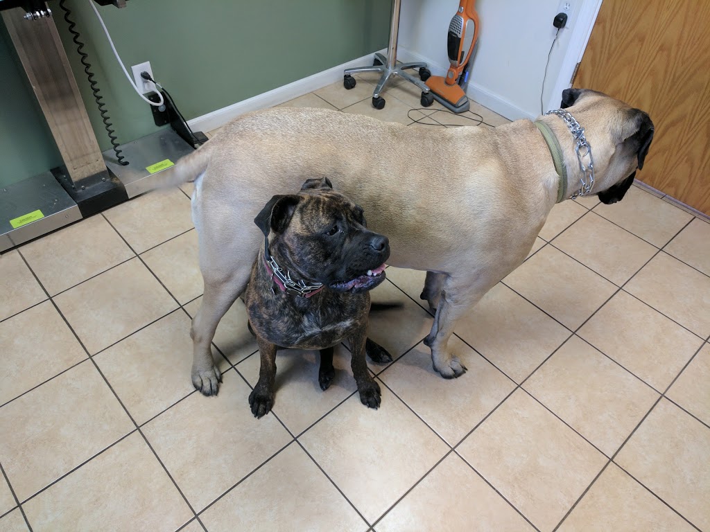 Millersport Animal Hospital | 3210 Millersport Hwy, Getzville, NY 14068, USA | Phone: (716) 688-9424