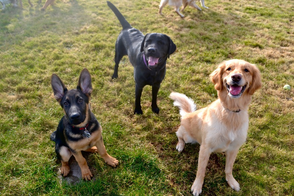 Oak Meadows Pet Resort | 1848 Upper Dwyer Hill Rd, Carp, ON K0A 1L0, Canada | Phone: (613) 256-0500