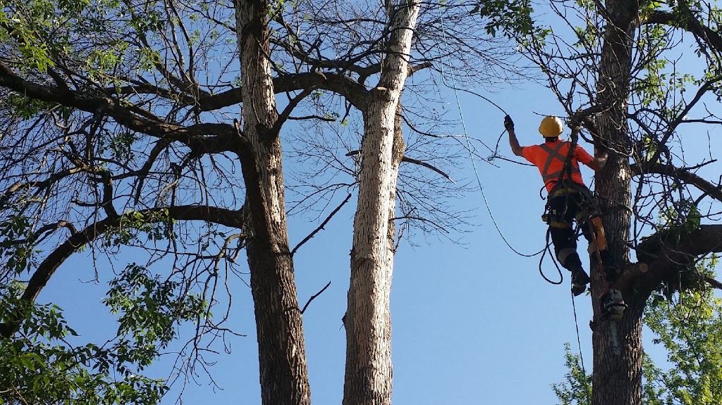 Tree Pro | Tree Removal & Stump Grinding | 169 Alderwood St, Whitchurch-Stouffville, ON L4A 5E6, Canada | Phone: (416) 568-6673