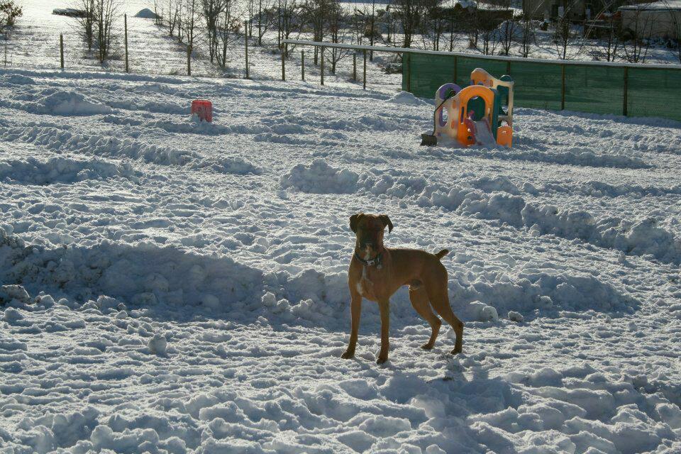 Urban K9 | 9619 BC-6, Coldstream, BC V1B 3B5, Canada | Phone: (250) 306-1840