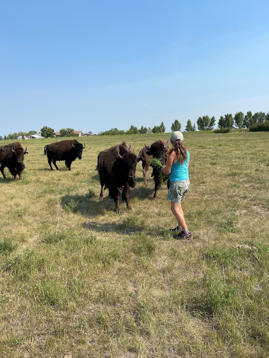 Tumbleweed Bison | Range Rd 250, Buoyant, AB T0M 1Y0, Canada | Phone: (403) 546-2542