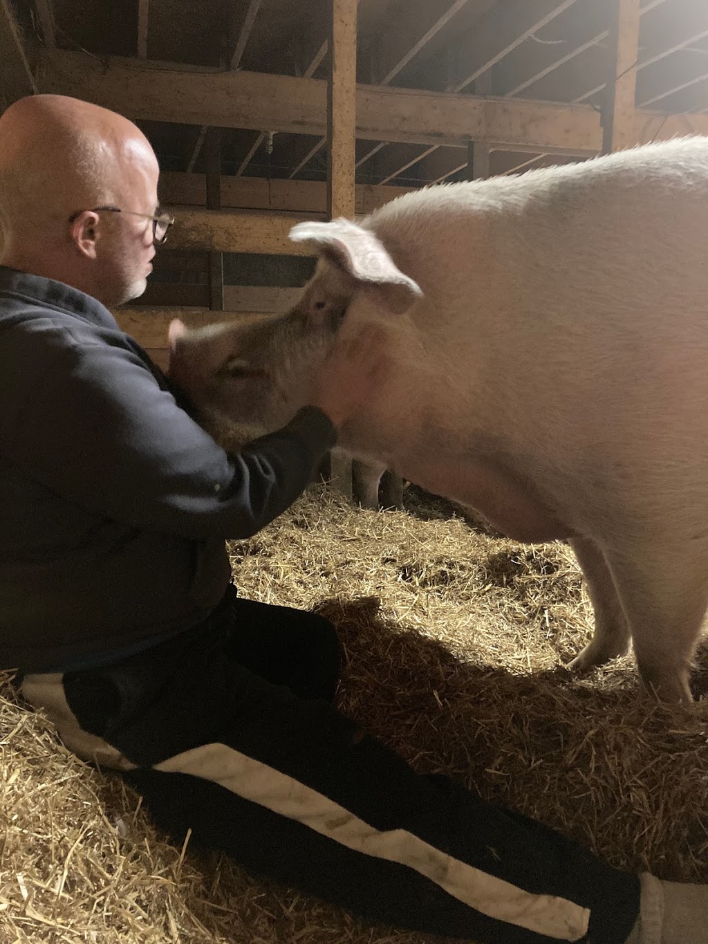 Dara Farm Sanctuary | 2321 Talbot Trail, Wheatley, ON N0P 2P0, Canada | Phone: (519) 331-6907