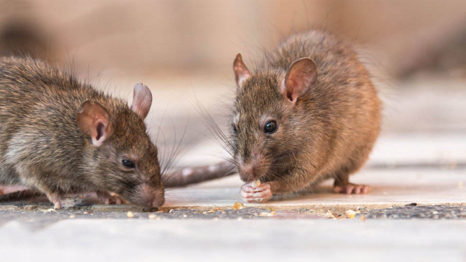 PEST CONTROL BRAMPTON - FAST | 63 Trailside Walk, Brampton, ON L6S 6H6, Canada | Phone: (647) 370-8805
