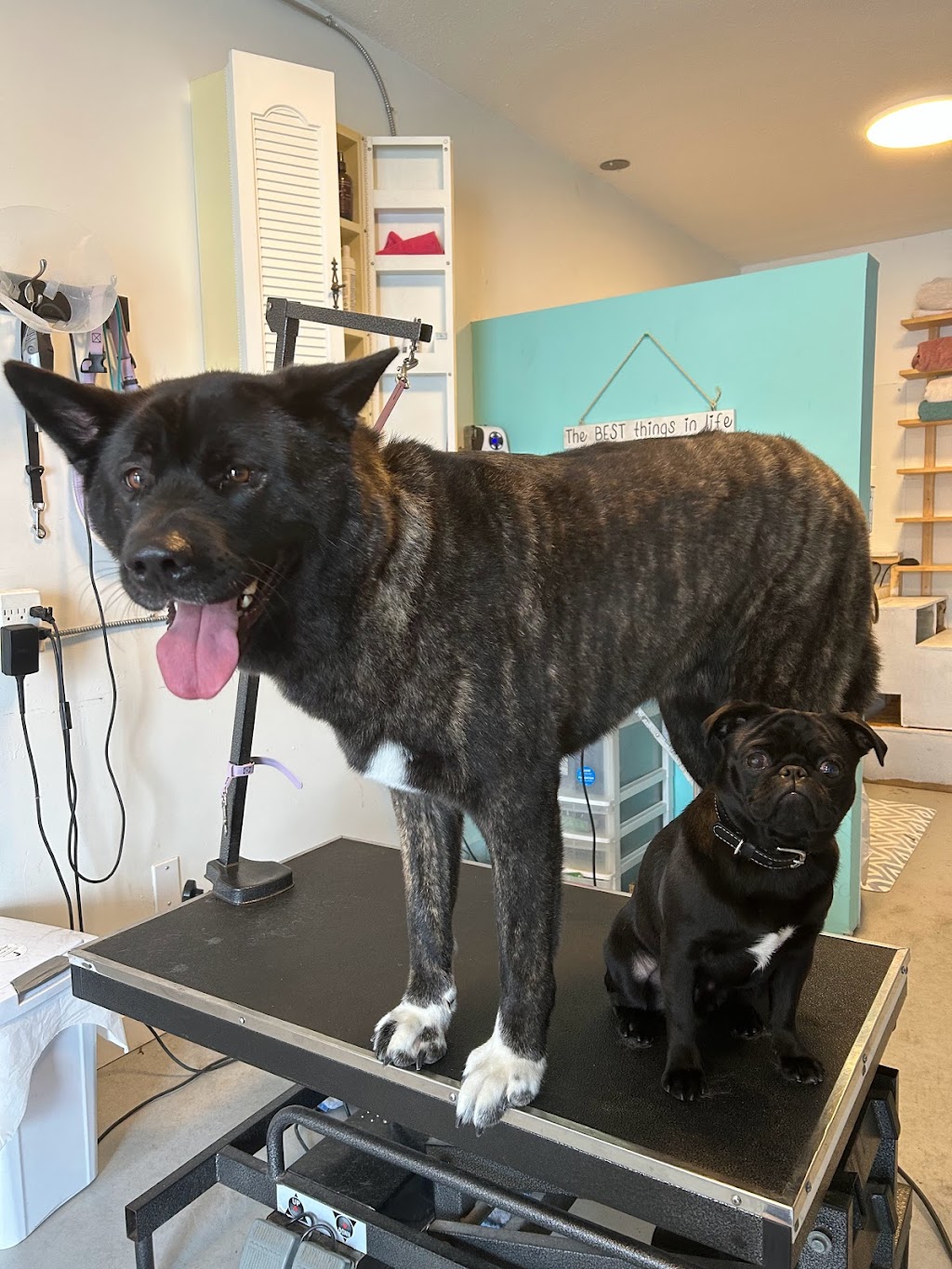 Yvonnes Grooming | 4660 Western Rd, Courtenay, BC V9N 3T2, Canada | Phone: (250) 207-0051