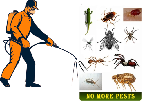 Pestro Pest Control Services | Pest Control Services Brampton | Mice Control Services | Bed bugs removal | bed bug exterminator | 1154 Shadeland Dr, Mississauga, ON L5C 1P3, Canada | Phone: (647) 621-5617