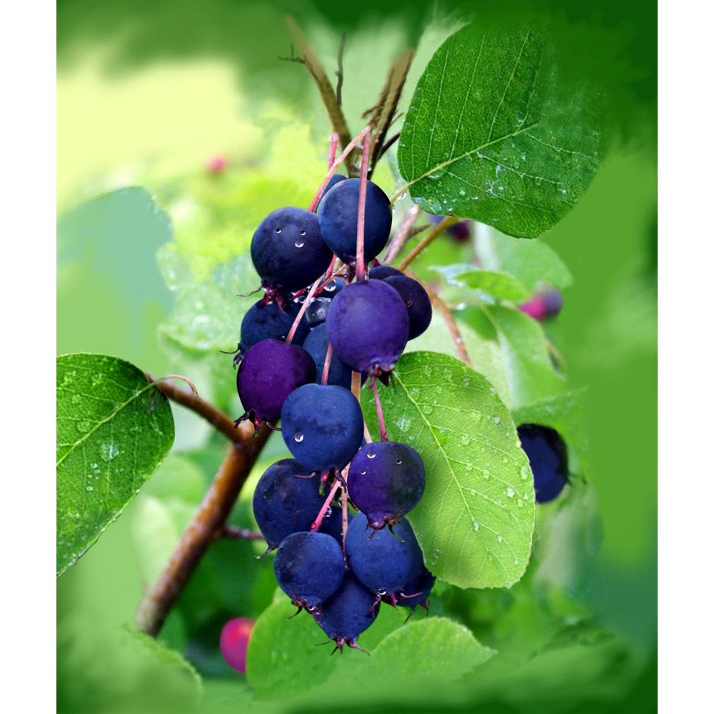 Prairie Berry YYC | 225036 RR 282, AB T1X 0H9, Canada | Phone: (403) 819-4664