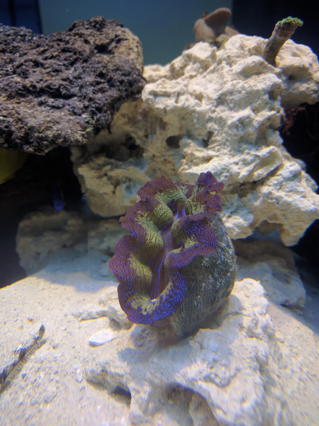 NAFB Aquarium Centre | 2260 Kingston Rd, Scarborough, ON M1N 1T9, Canada | Phone: (416) 267-7252