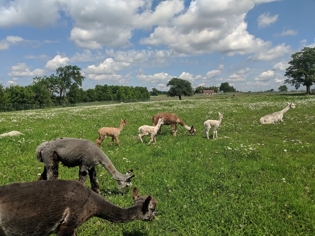 Arriba Linea Alpacas | 696 Kawartha Lakes County Rd 36, Lindsay, ON K9V 4R3, Canada | Phone: (647) 223-8950