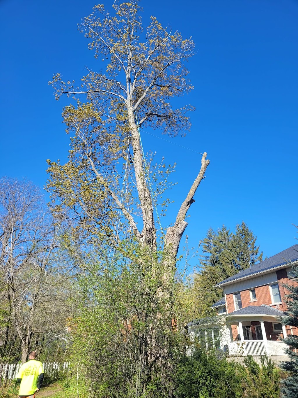 Northside Tree Experts | 64 Scott St, Orillia, ON L3V 4R4, Canada | Phone: (705) 896-5204