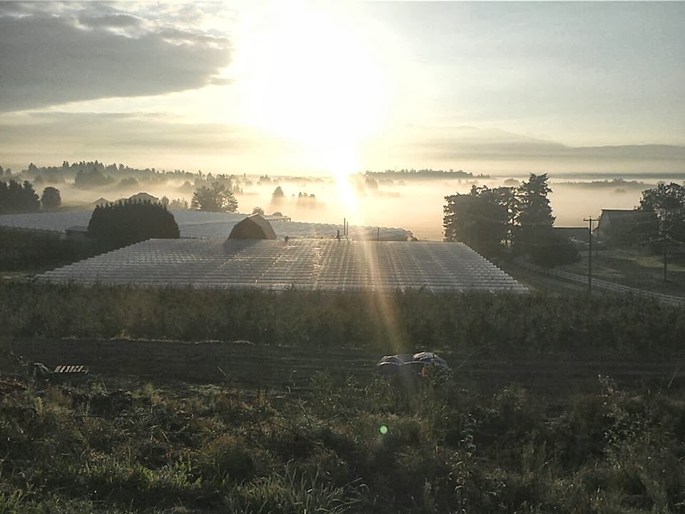 Peppertree Farms Ltd | 270 Gladwin Rd, Abbotsford, BC V2T 5Y2, Canada | Phone: (604) 852-7301