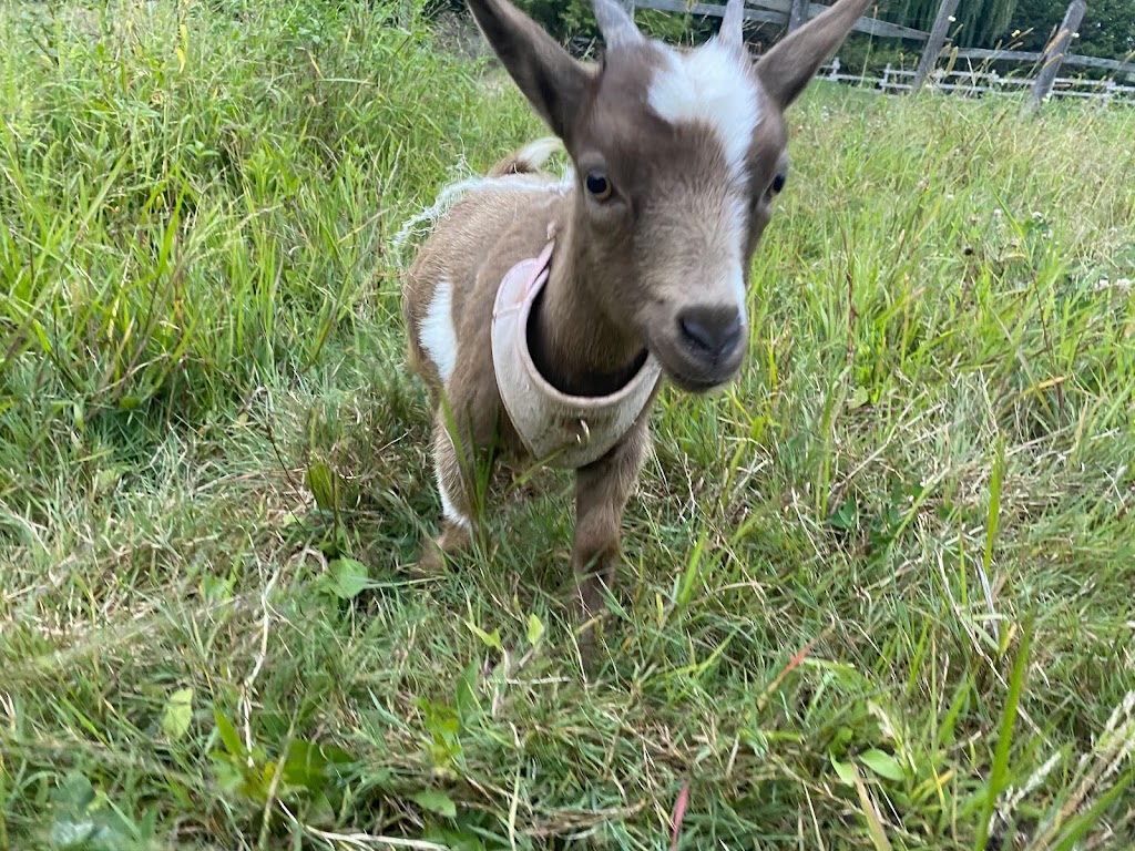 Lizzias Goat Yoga | 3 Weir Rd, Hamilton, ON L0R 1T0, Canada | Phone: (289) 644-7718