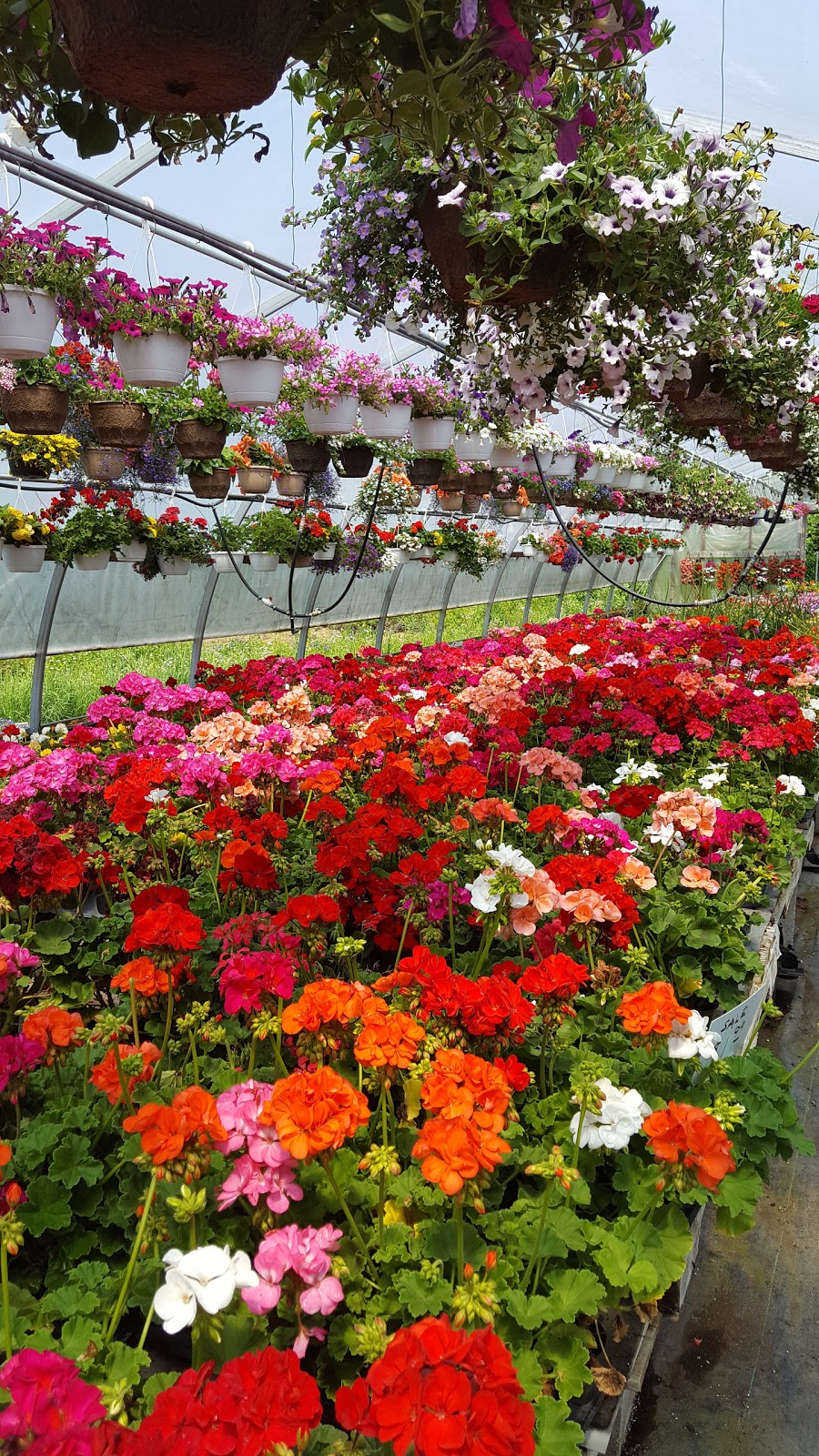 Thomas Greenhouses | 9633 Morning Glory Rd, Pefferlaw, ON L0E 1N0, Canada | Phone: (705) 437-2396