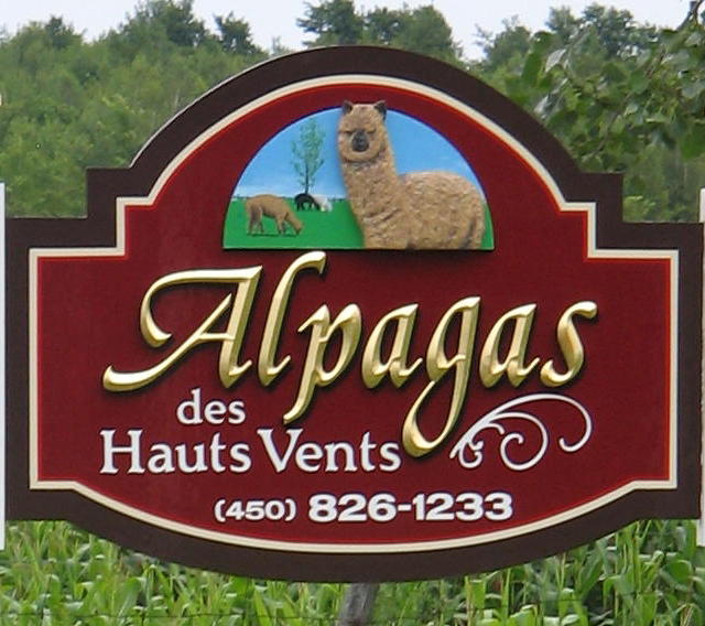 Alpagas des Hauts Vents | 856 Chemin Cowan, Havelock, QC J0S 2C0, Canada | Phone: (450) 826-1233