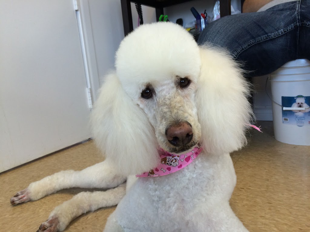 Beauté Animale Caro-Lyne | 158 Rue Olivier, Saint-Alphonse-de-Granby, QC J0E 2A0, Canada | Phone: (450) 956-1641
