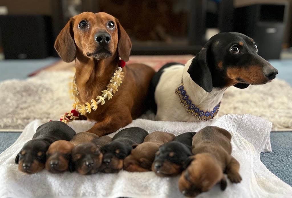 Royal Dachshunds | 1621 Windermere Loop Rd, Windermere, BC V0B 2L1, Canada | Phone: (780) 842-1577