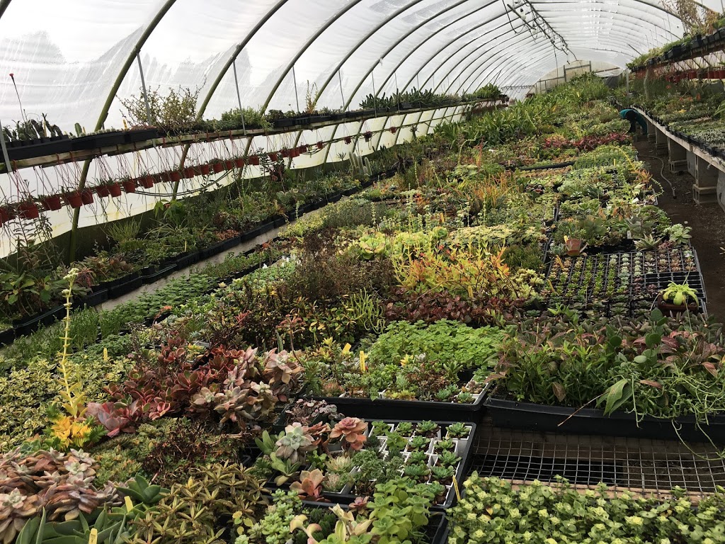 Crystal Star Nursery | 20815 2nd Concession Rd, East Gwillimbury, ON L9N 0G9, Canada | Phone: (905) 478-8398
