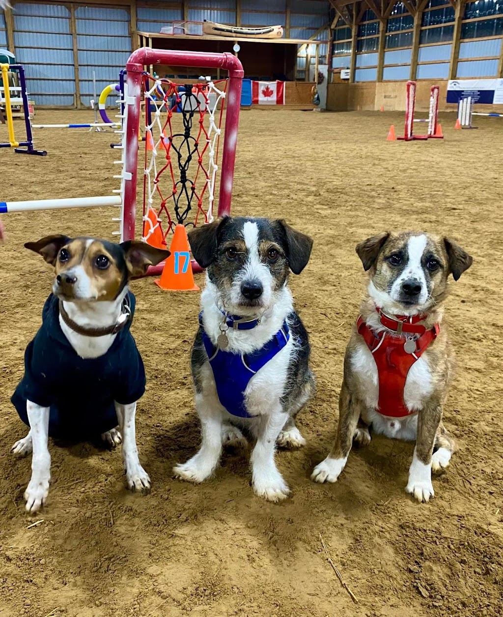 Rolling Gait Dog Sports | 3431 Eaton Rd, Dorchester, ON N0L 1G5, Canada | Phone: (519) 532-4243