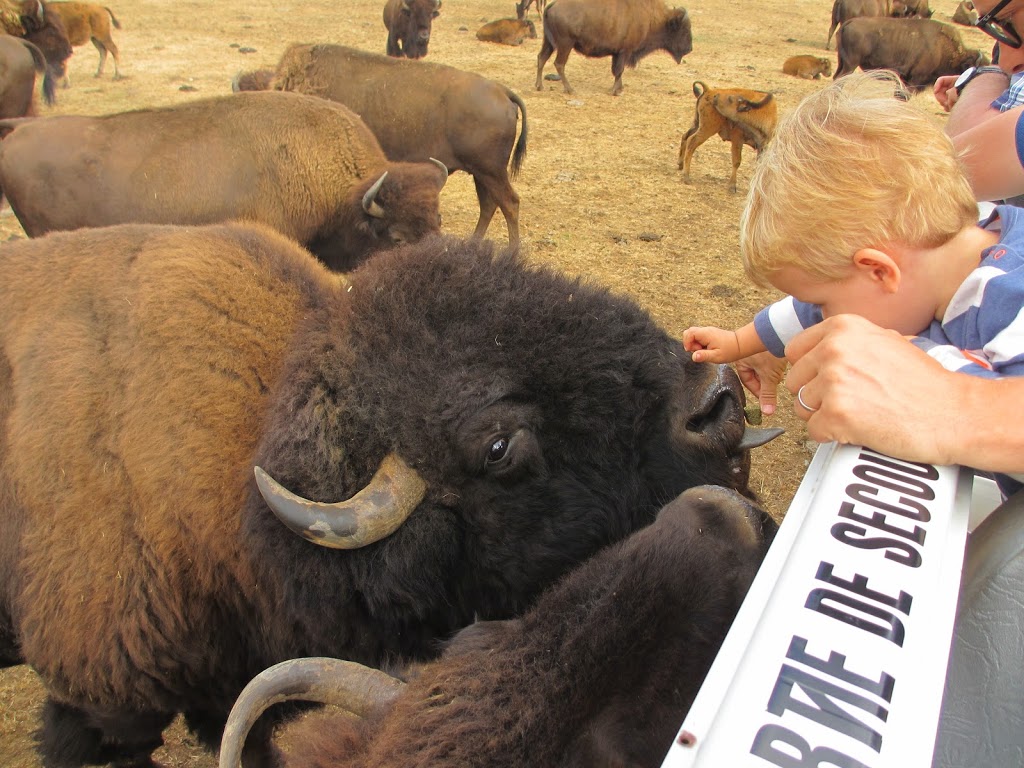 Morning Star Bison Ranch. Ranch Tours. Meat Sales | 965 Spruston Rd, Nanaimo, BC V9X 1S9, Canada | Phone: (250) 713-3111