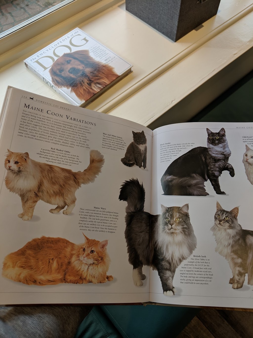 Oaklands Veterinary Hospital | 3115 Cedar Hill Rd, Victoria, BC V8T 3J4, Canada | Phone: (250) 590-4455