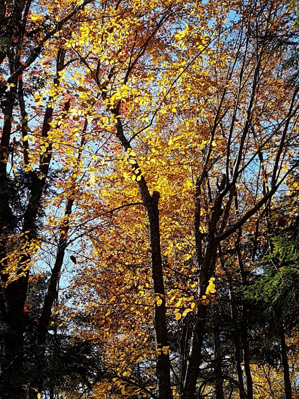 Dewberry Trail | Dolman Ridge Rd, Orléans, ON K1C 7G4, Canada