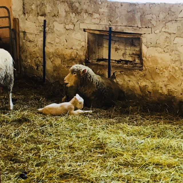 Valensbrae Sheep Farm | 1527 97, Puslinch, ON N0B 2J0, Canada | Phone: (905) 659-7253