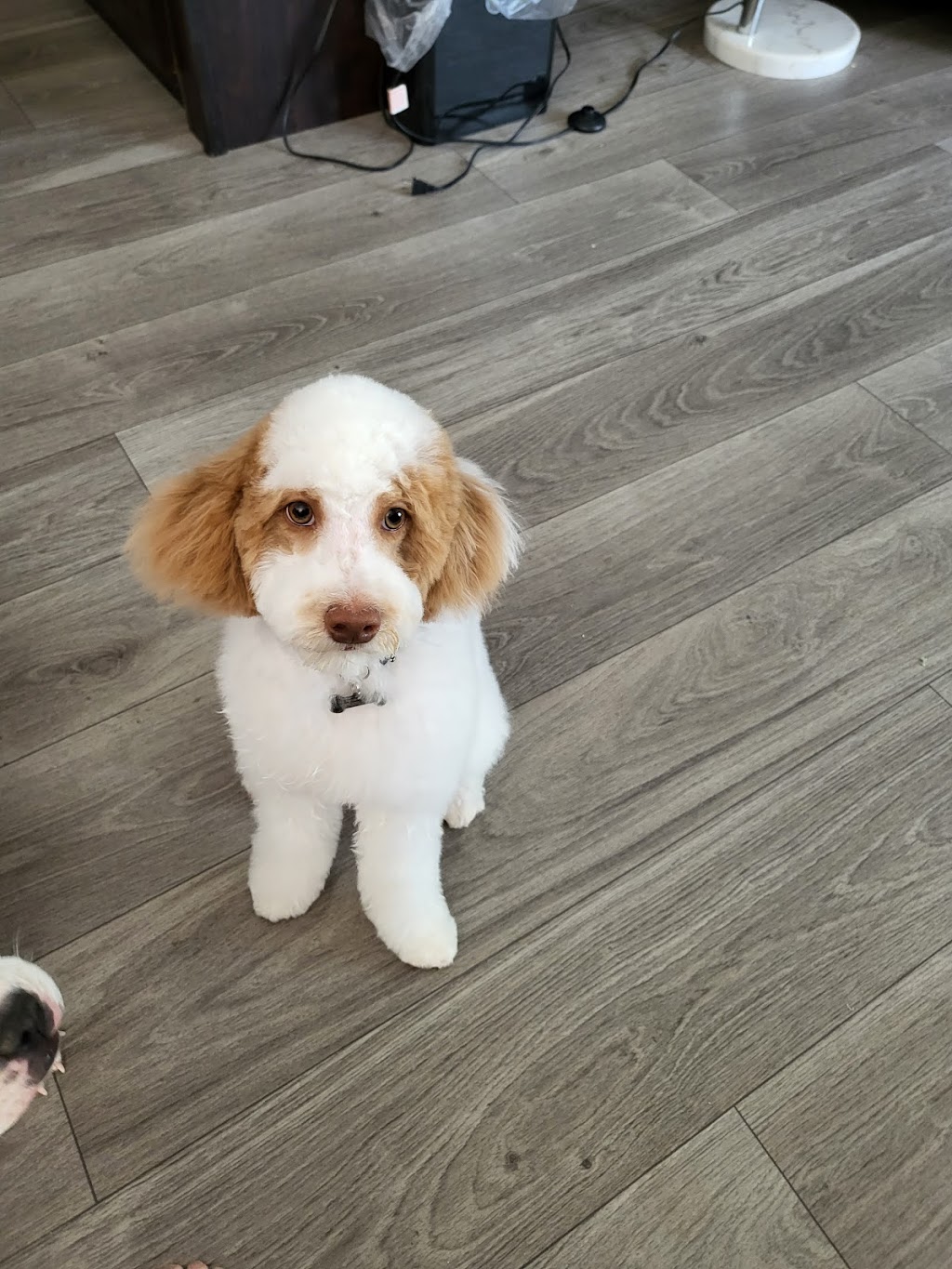Prairie Poodles | Box 123, Barnwell, AB T0K 0B0, Canada | Phone: (403) 894-7029