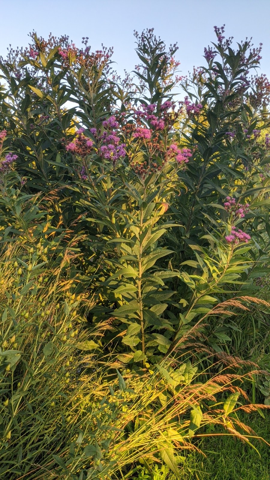 Beaux Arbres Native Plants | 29 Ragged Chute Rd, Bristol, QC J0X 1G0, Canada | Phone: (819) 647-2404