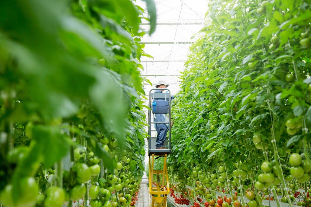 Huron Produce Ltd. (Suntastic) | 40534 Thames Rd, Exeter, ON N0M 1S5, Canada | Phone: (519) 235-2650