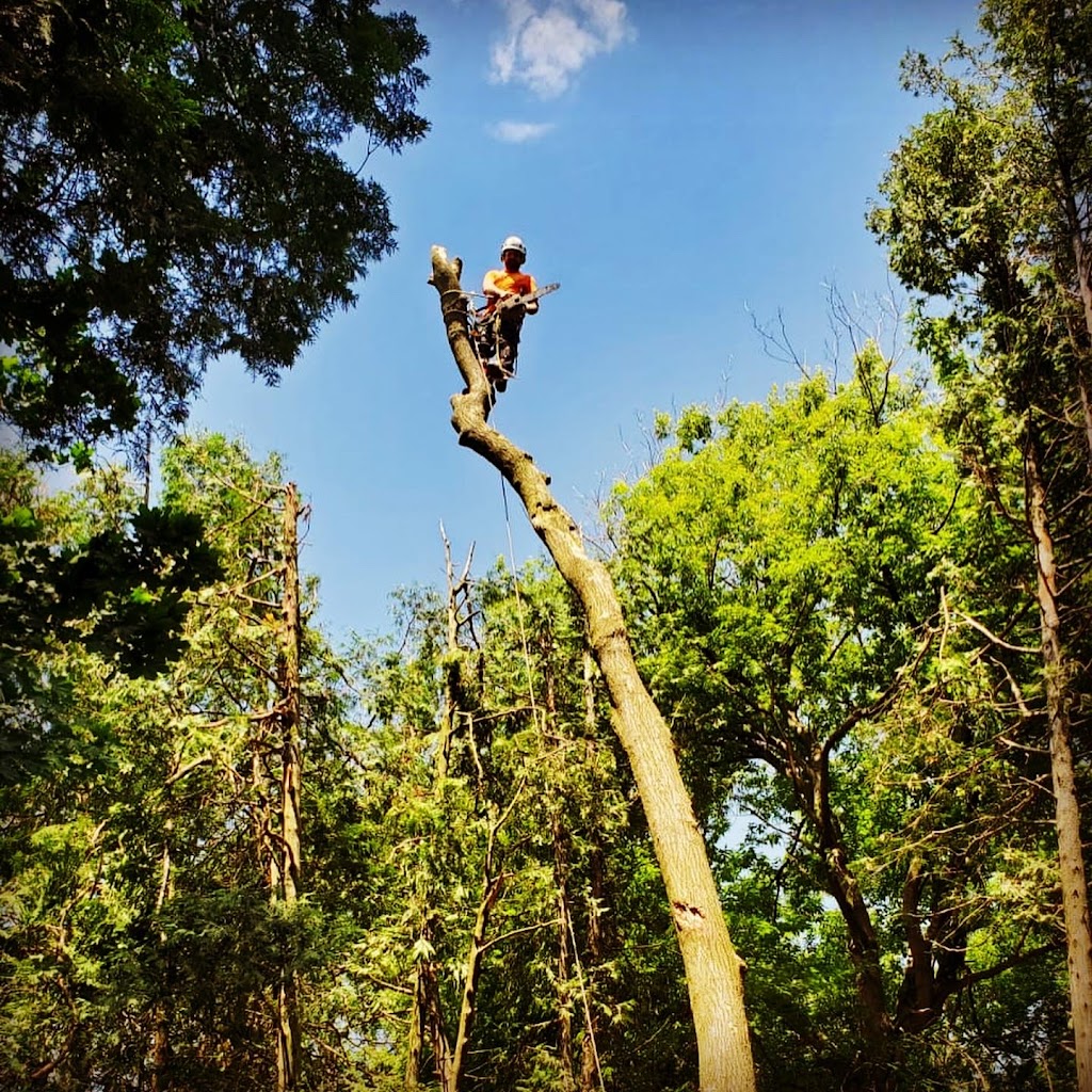 Tandem Tree Service | 641 Annland St, Pickering, ON L1W 1A9, Canada | Phone: (647) 467-8733