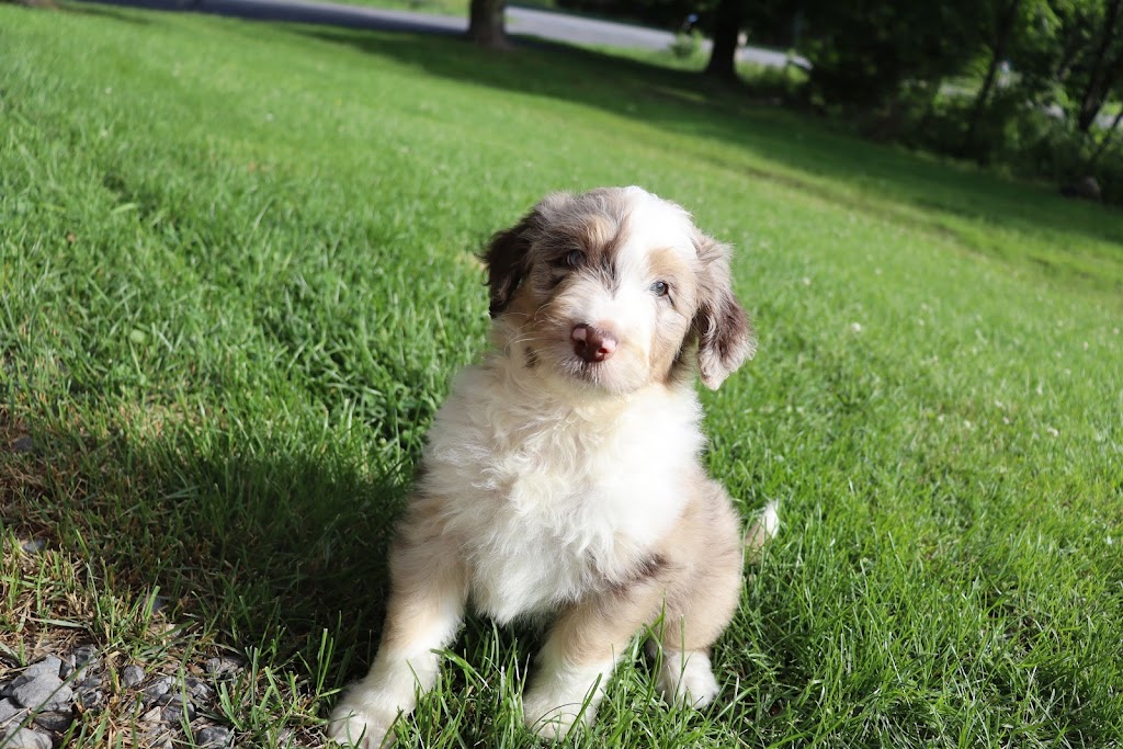 Les mignons doodle | 1011 QC-161, Chesterville, QC G0P 1J0, Canada | Phone: (819) 504-0588