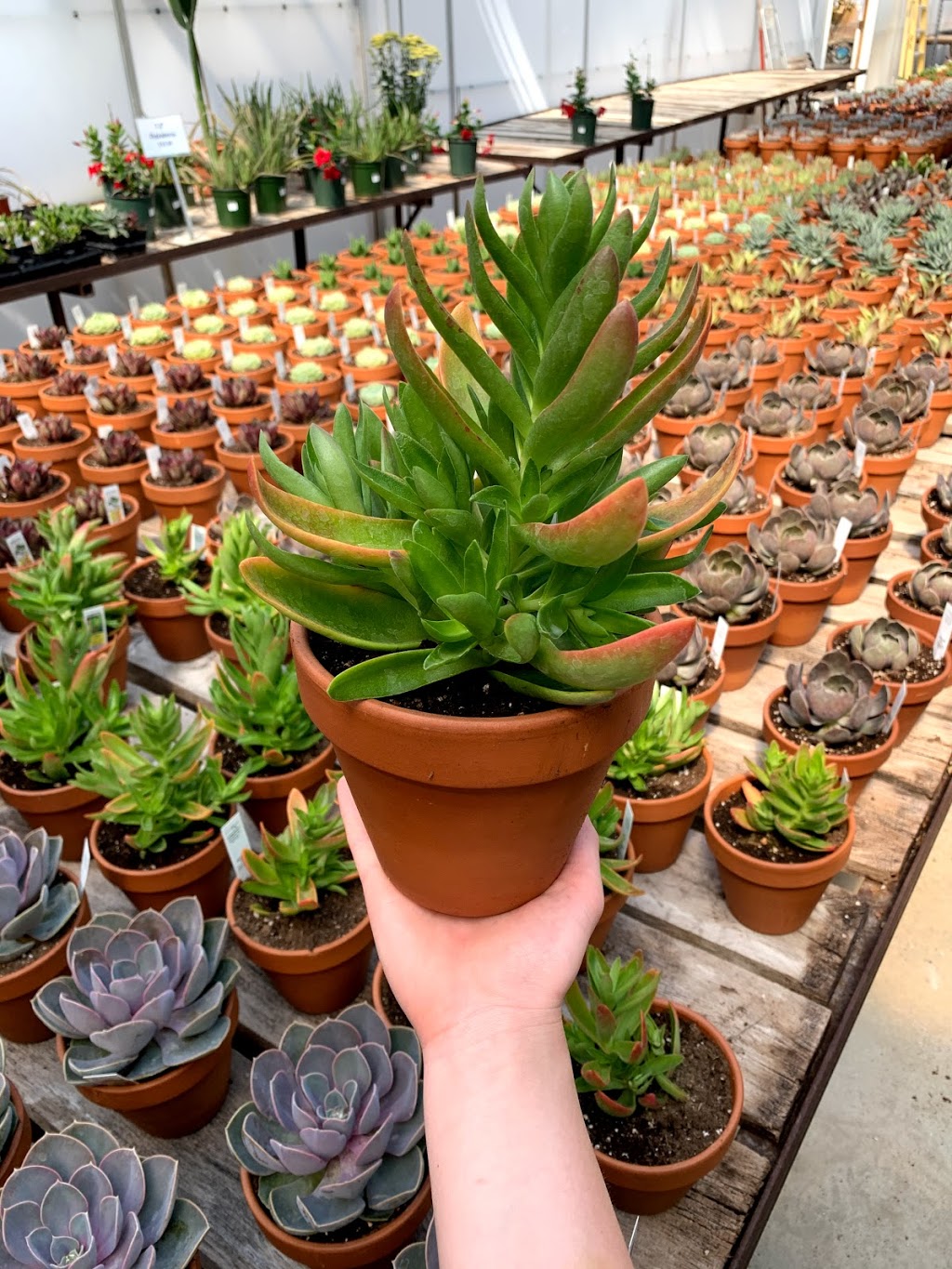 Knapps Nursery and Farms Ltd. | 8066 Wellington Rd 124, Guelph, ON N1H 6H7, Canada | Phone: (519) 824-2800