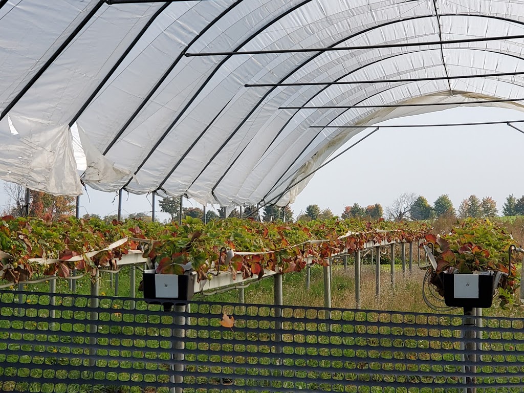 Homestead Orchards | 3961 Old Homestead Rd, Sutton, ON L0E 1R0, Canada | Phone: (905) 722-5325