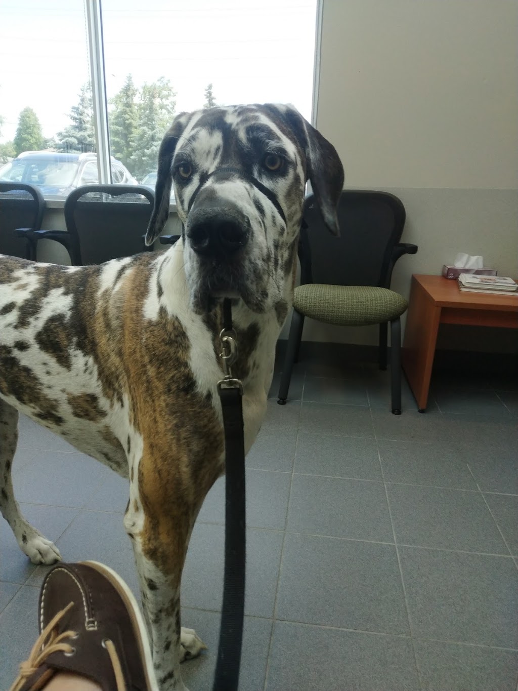 Mississauga Oakville Veterinary Emergency Hospital | 2285 Bristol Cir, Oakville, ON L6H 6P8, Canada | Phone: (905) 829-9444
