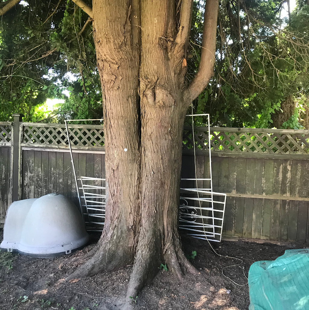 Alpine Tree Care | 3191 Pleasant St, Richmond, BC V7E 2P1, Canada | Phone: (604) 834-7586
