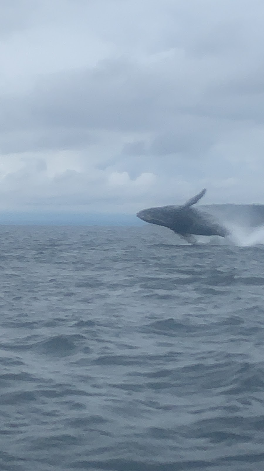 The Orca on Savary Island | 1746 Vancouver Blvd, Lund, BC V0N 2G0, Canada | Phone: (604) 314-6123