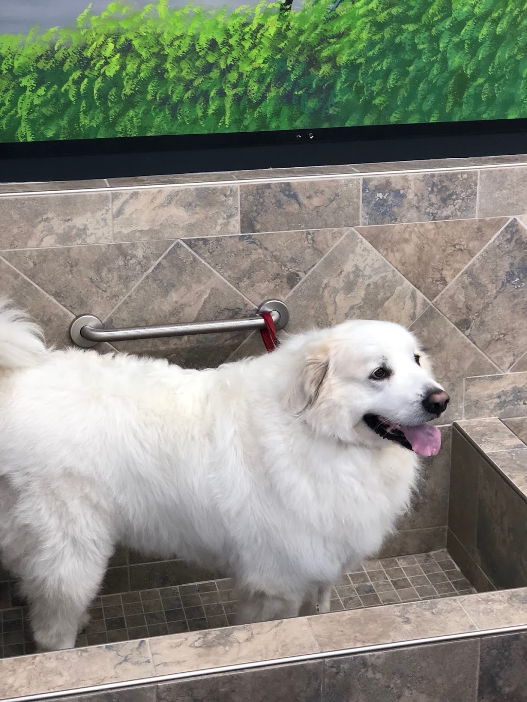 Pet Valu | 3987 Hwy 7, Markham, ON L3R 5M6, Canada | Phone: (905) 474-1336