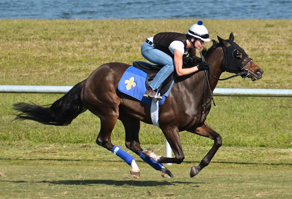 K. Vassilieva Racing Stable | 555 Rexdale Blvd, Etobicoke, ON M9W 5L2, Canada | Phone: (647) 407-0068