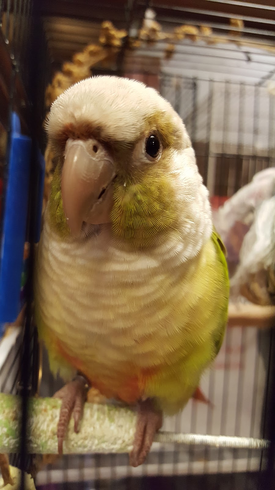 Paulmacs Pets | 12311 Hwy 35, Heritage Plaza, Minden, ON K0M 2K0, Canada | Phone: (705) 286-1172