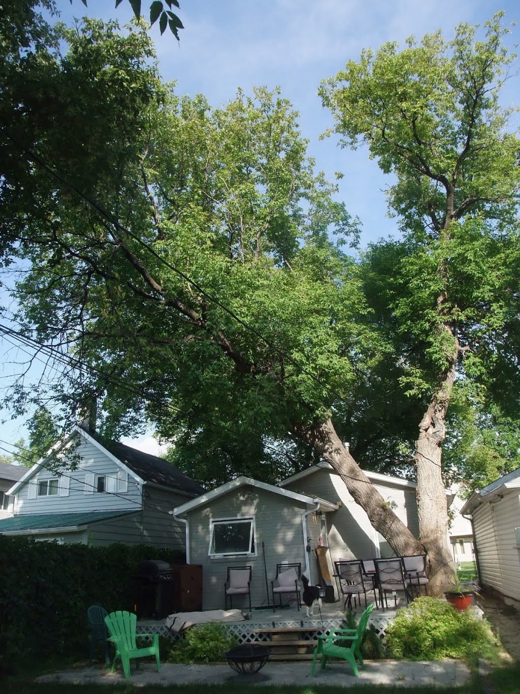 Tache Tree | 45146 Railway Ave, Taché, MB R5J 0E4, Canada | Phone: (204) 430-8338