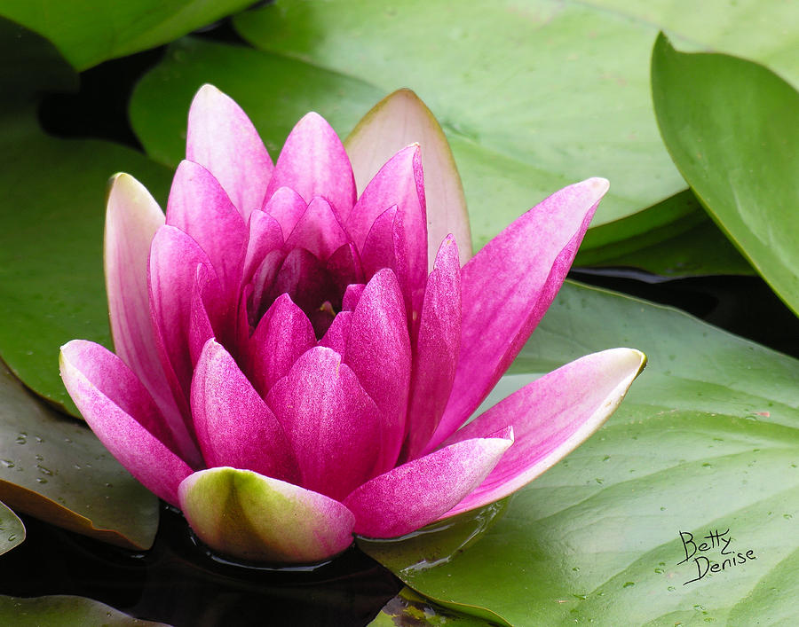 Lotus Massage | #18, 3304 64 St NE, Calgary, AB T1Y 5R4, Canada | Phone: (403) 226-3208