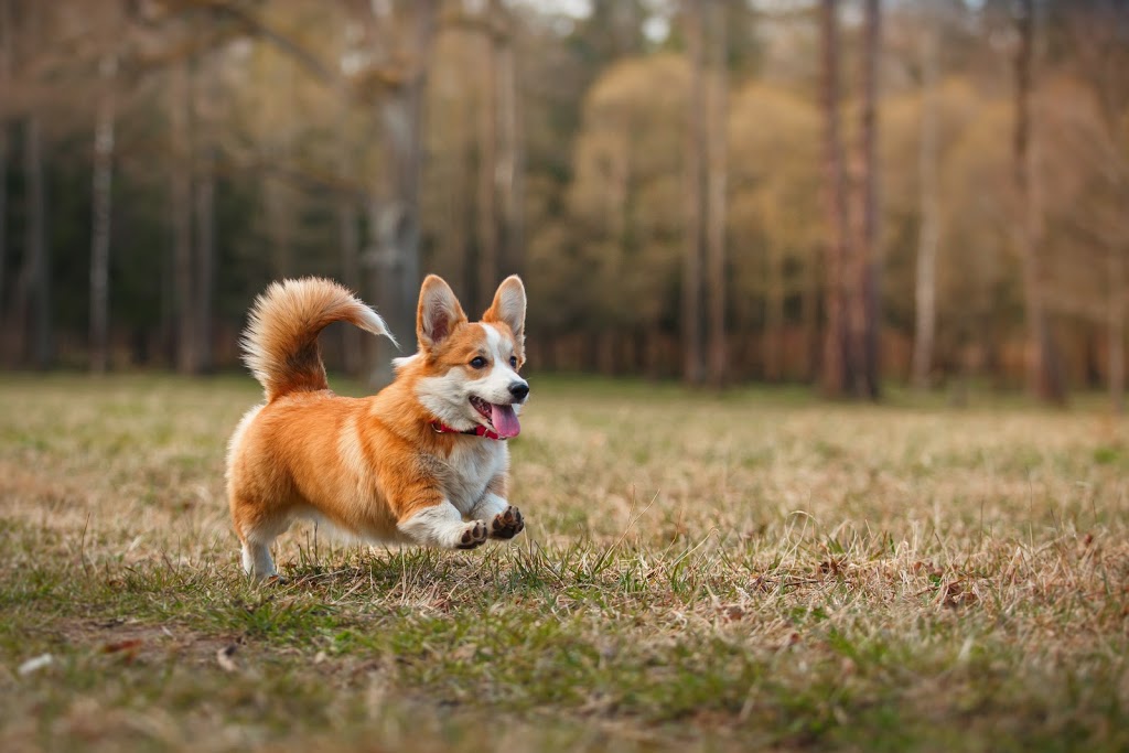 Merritt Animal Hospital | 311 Merritt Ave, Chatham, ON N7M 3G1, Canada | Phone: (519) 360-4508