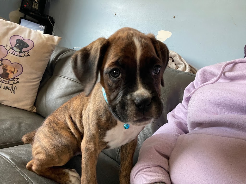 Ciciboxerpups | 12826 Lakeshore Rd, Wainfleet, ON L0S 1V0, Canada | Phone: (226) 934-8310