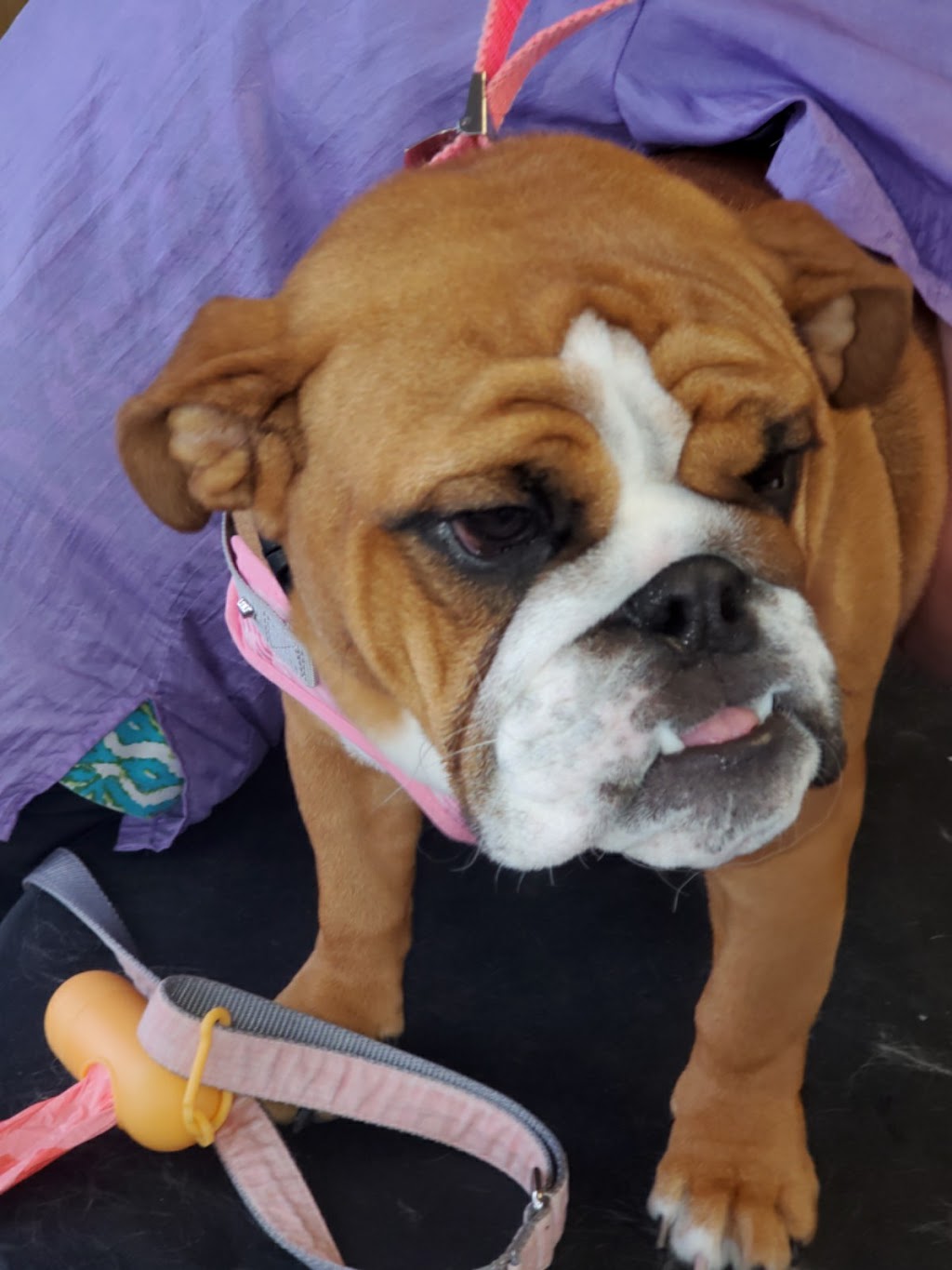 Smox Puppy Spa | 139 Green St, Deseronto, ON K0K 1X0, Canada | Phone: (613) 217-9776